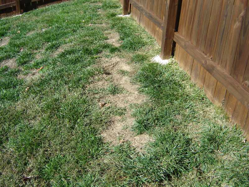 How do you kill lawn pests?